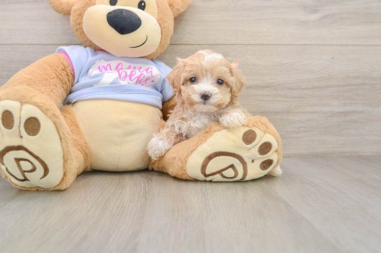 FOU FOU, a Maltipoo littermate