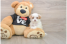 Petite Maltipoo Poodle Mix Pup