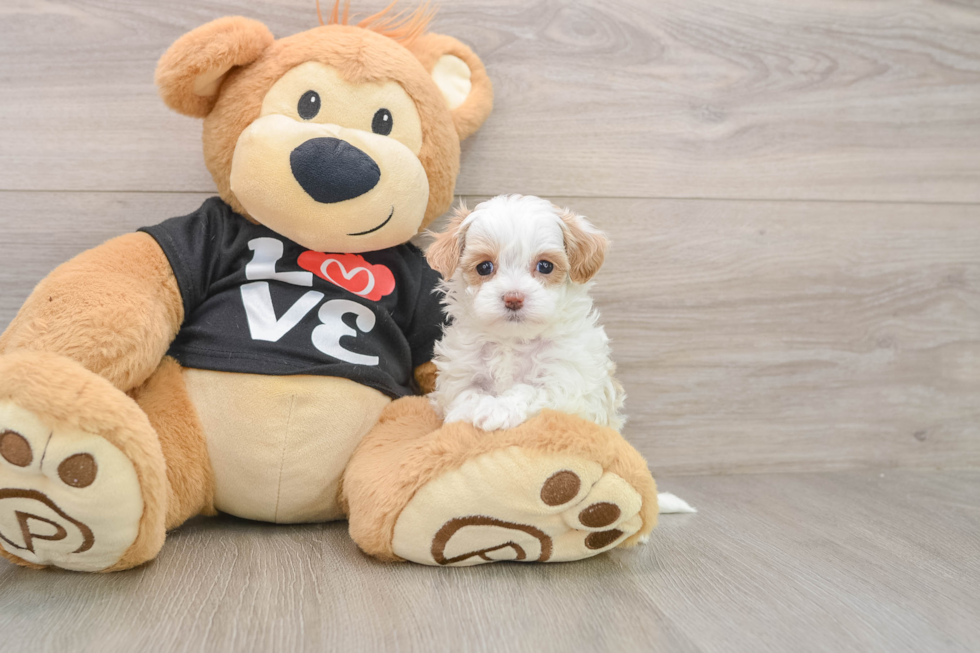 Petite Maltipoo Poodle Mix Pup
