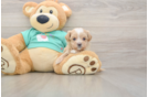 Cute Maltipoo Baby