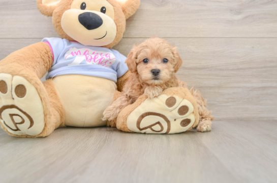 FRANCINE, a Maltipoo littermate