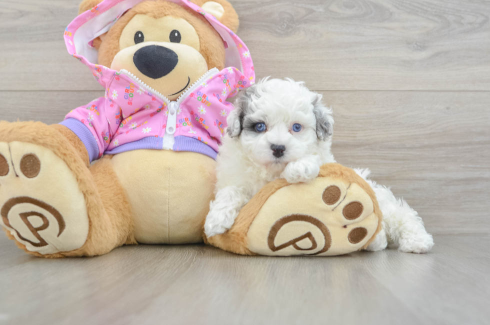 6 week old Maltipoo Puppy For Sale - Fairfield Furbabies
