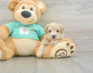 8 week old Maltipoo Puppy For Sale - Fairfield Furbabies