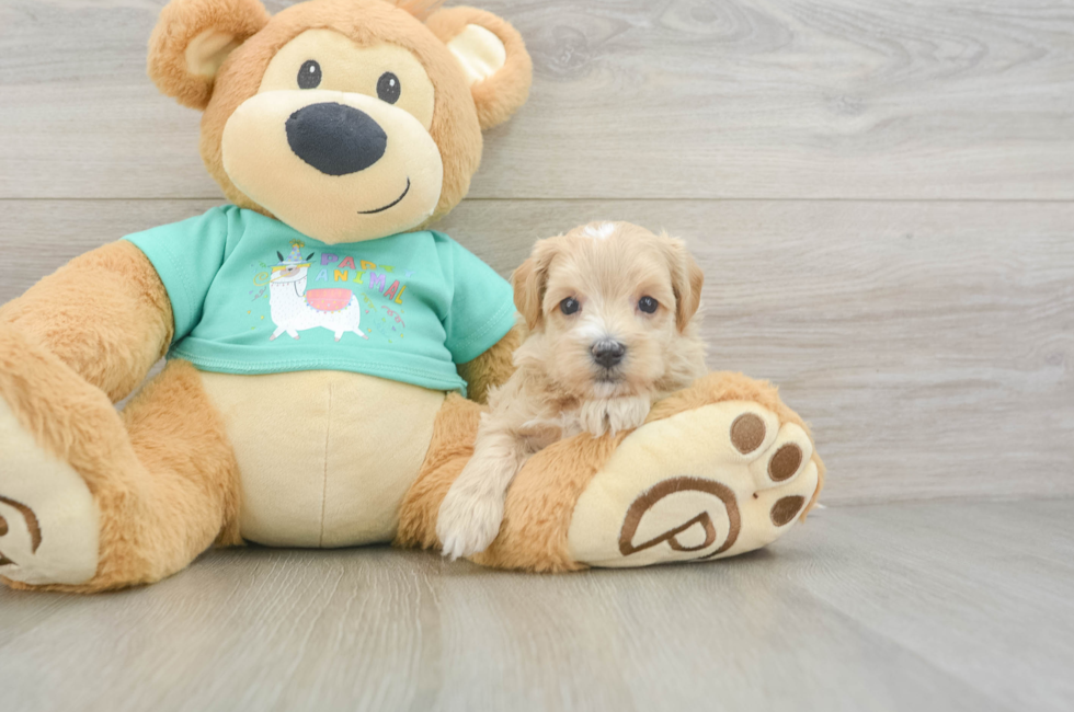 8 week old Maltipoo Puppy For Sale - Fairfield Furbabies
