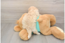 Funny Maltipoo Poodle Mix Pup