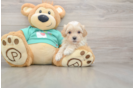 Happy Maltipoo Baby