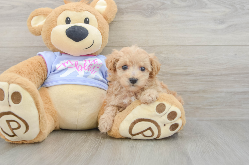 6 week old Maltipoo Puppy For Sale - Fairfield Furbabies