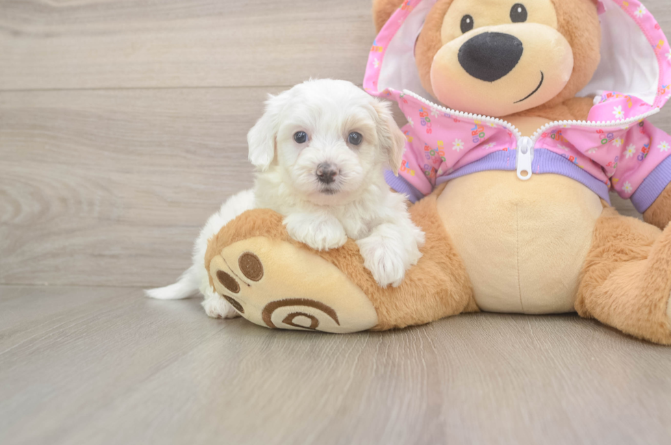 8 week old Maltipoo Puppy For Sale - Fairfield Furbabies