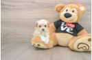 Maltipoo Puppy for Adoption