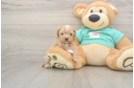 Maltipoo Pup Being Cute