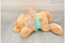 Sweet Maltipoo Baby