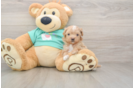 Playful Maltese Poodle Poodle Mix Puppy