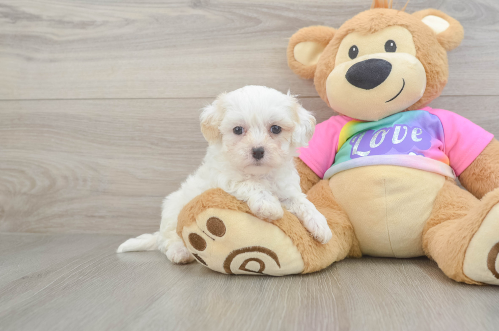 7 week old Maltipoo Puppy For Sale - Fairfield Furbabies