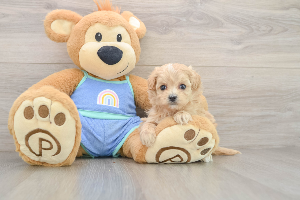 Maltipoo Pup Being Cute