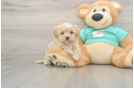 Maltipoo Puppy for Adoption