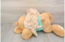 Maltipoo Puppy for Adoption
