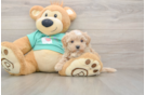 Best Maltipoo Baby
