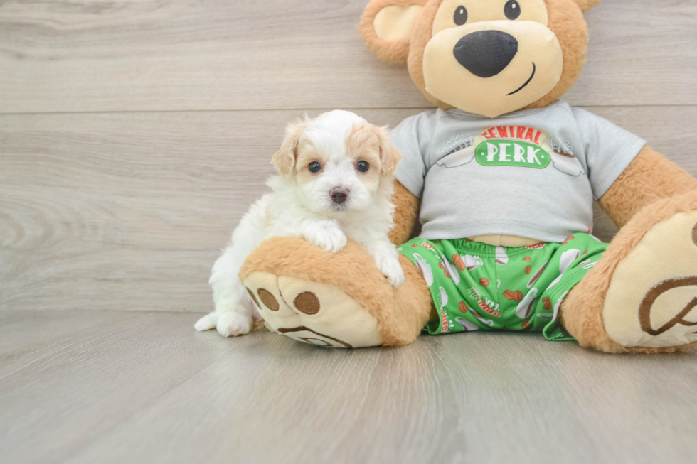 Maltipoo Puppy for Adoption