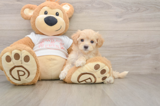 FUNYUN, a Maltipoo littermate