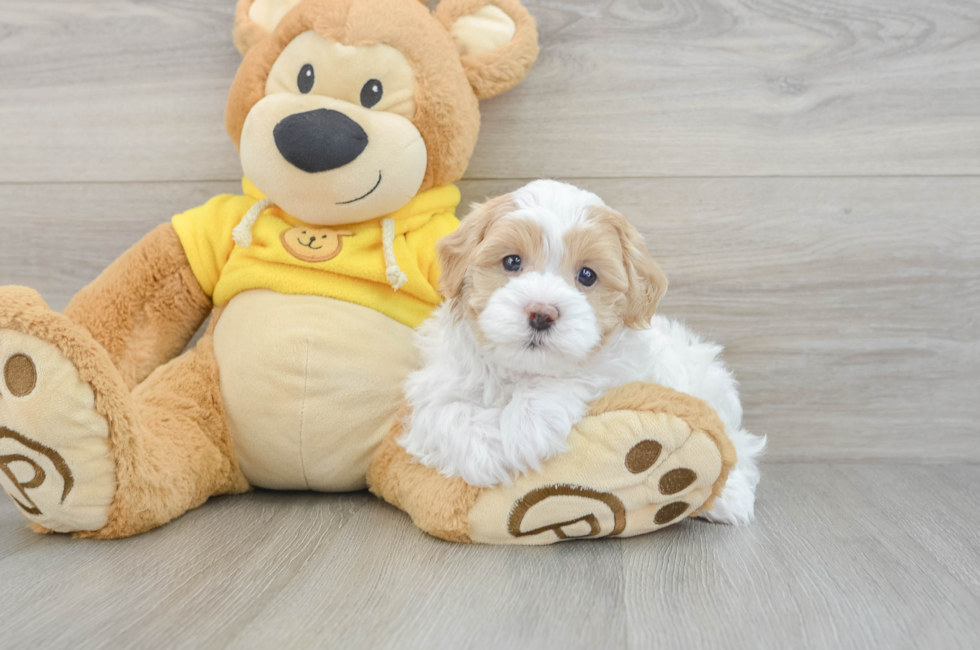 6 week old Maltipoo Puppy For Sale - Fairfield Furbabies