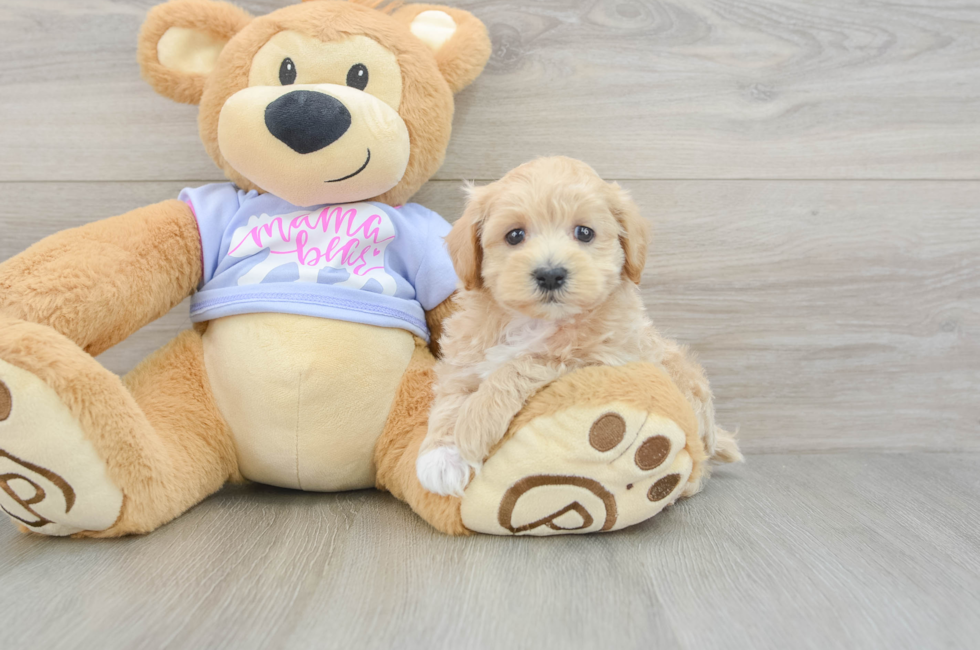 6 week old Maltipoo Puppy For Sale - Fairfield Furbabies