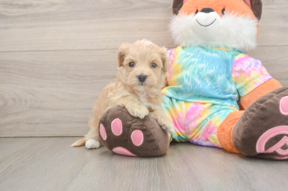 5 week old Maltipoo Puppy For Sale - Fairfield Furbabies