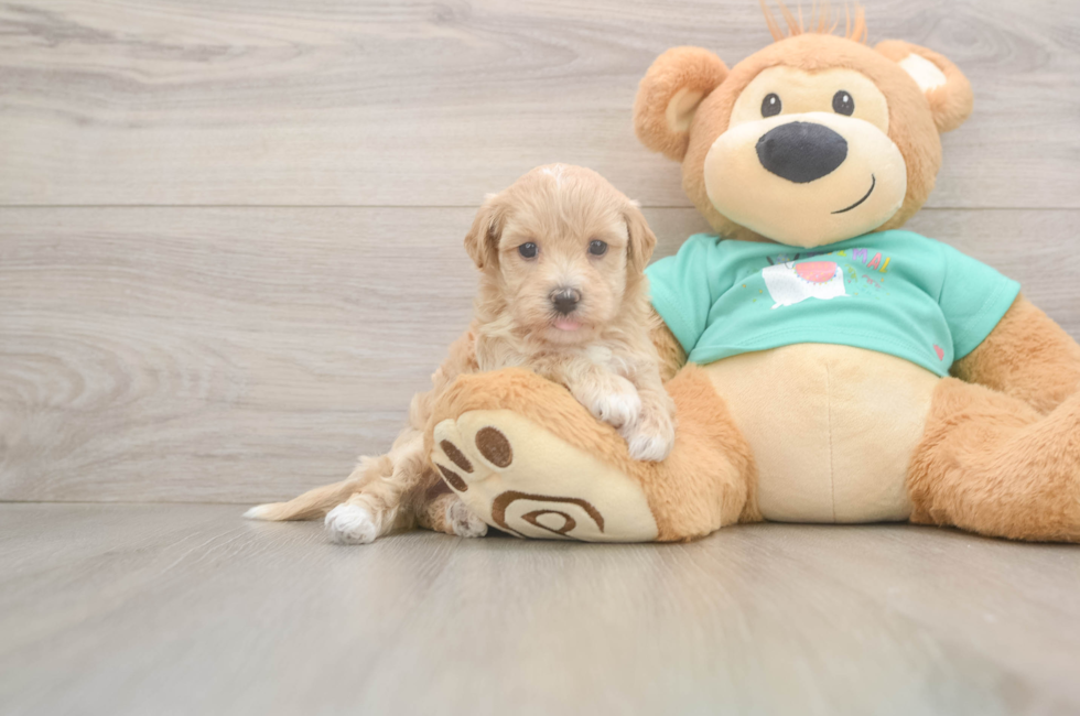 6 week old Maltipoo Puppy For Sale - Fairfield Furbabies