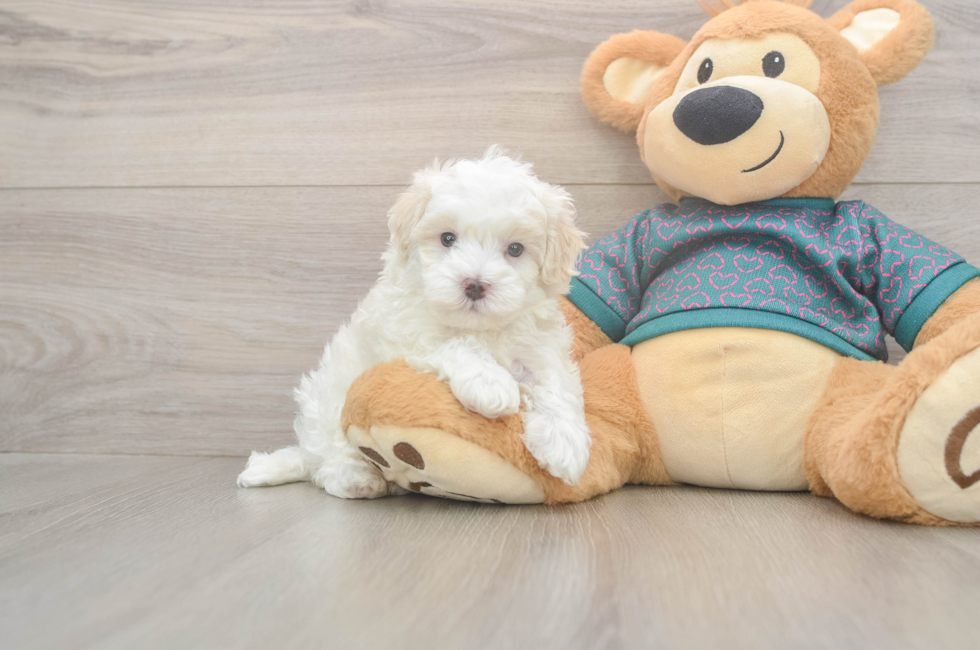 6 week old Maltipoo Puppy For Sale - Fairfield Furbabies