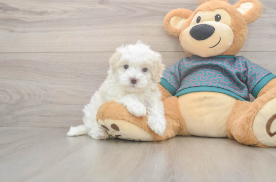 6 week old Maltipoo Puppy For Sale - Fairfield Furbabies Friendly Maltipoo Baby