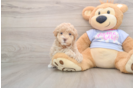 Maltipoo Pup Being Cute