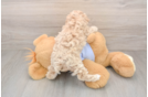 Maltipoo Puppy for Adoption