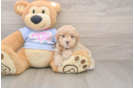 Smart Maltipoo Poodle Mix Pup