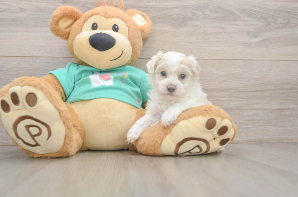 6 week old Maltipoo Puppy For Sale - Fairfield Furbabies