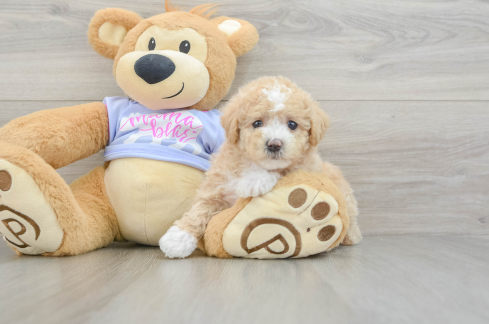 6 week old Maltipoo Puppy For Sale - Fairfield Furbabies