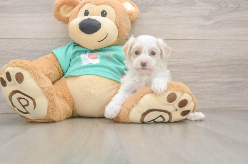 6 week old Maltipoo Puppy For Sale - Fairfield Furbabies