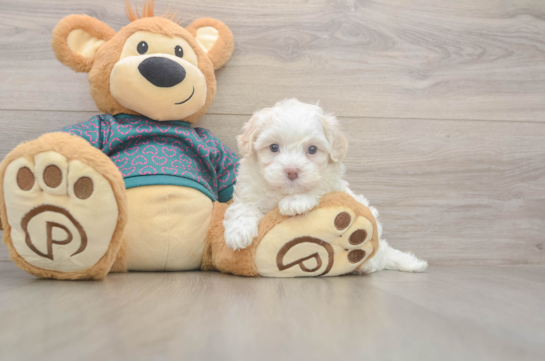 6 week old Maltipoo Puppy For Sale - Fairfield Furbabies Fluffy Maltipoo Poodle Mix Pup