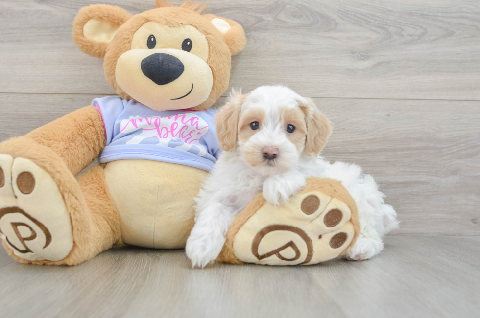 6 week old Maltipoo Puppy For Sale - Fairfield Furbabies