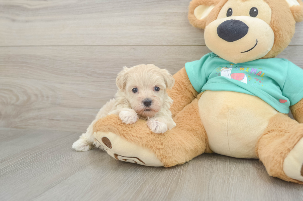 6 week old Maltipoo Puppy For Sale - Fairfield Furbabies