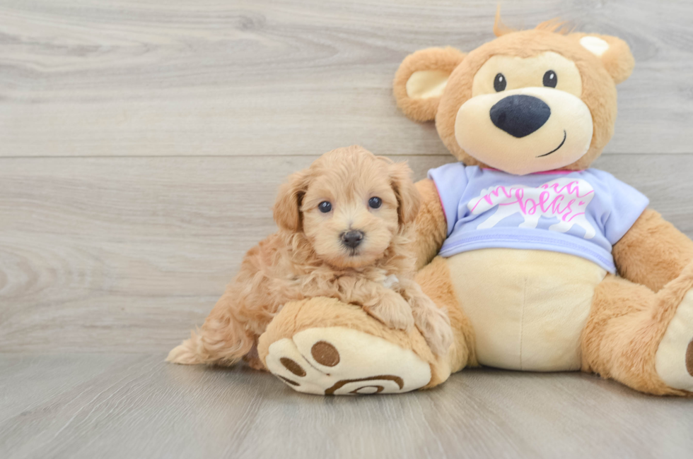 5 week old Maltipoo Puppy For Sale - Fairfield Furbabies
