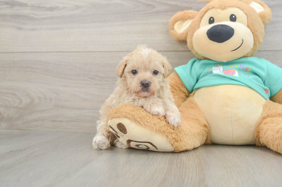 6 week old Maltipoo Puppy For Sale - Fairfield Furbabies