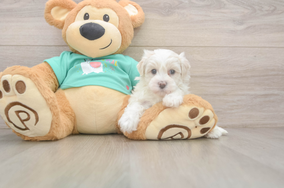 6 week old Maltipoo Puppy For Sale - Fairfield Furbabies