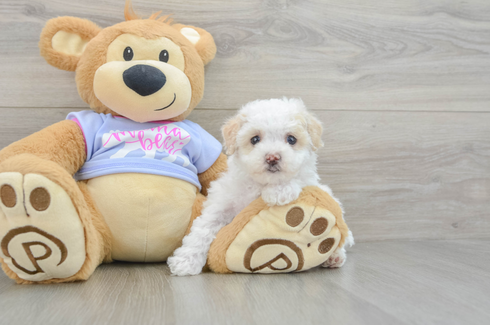 6 week old Maltipoo Puppy For Sale - Fairfield Furbabies