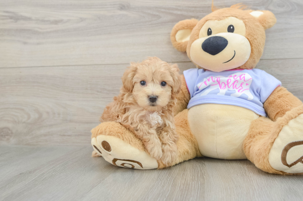 5 week old Maltipoo Puppy For Sale - Fairfield Furbabies