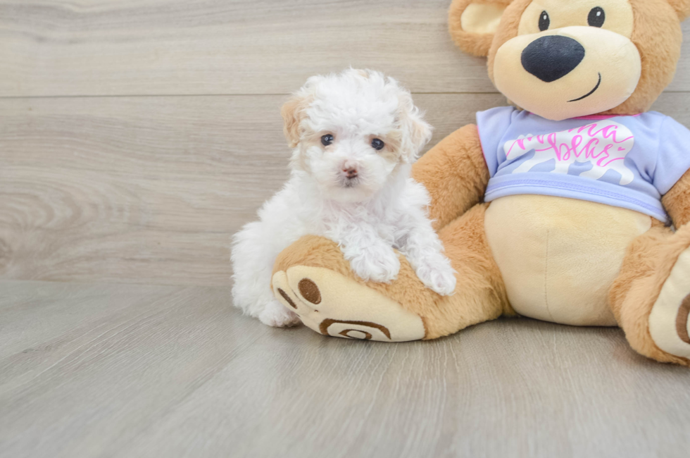 6 week old Maltipoo Puppy For Sale - Fairfield Furbabies