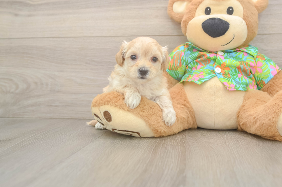 6 week old Maltipoo Puppy For Sale - Fairfield Furbabies