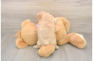 Maltipoo Puppy for Adoption