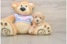 Sweet Maltipoo Baby