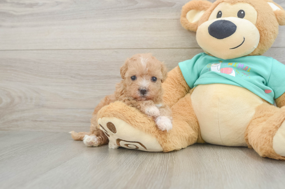 6 week old Maltipoo Puppy For Sale - Fairfield Furbabies
