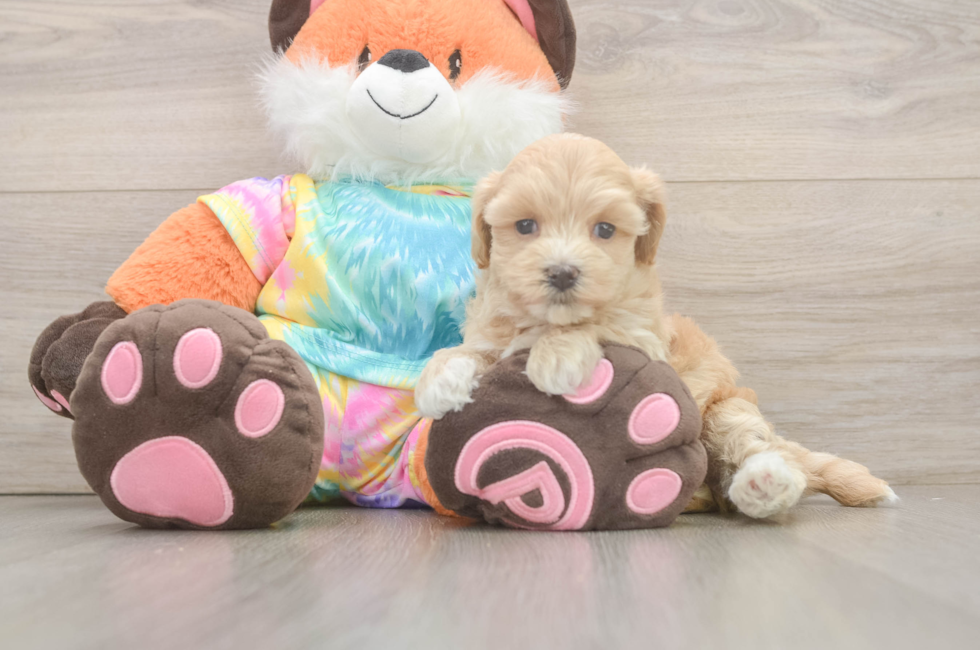 5 week old Maltipoo Puppy For Sale - Fairfield Furbabies