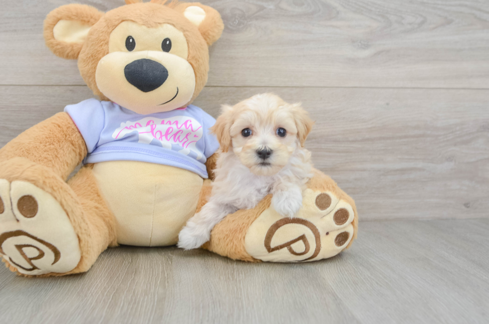 8 week old Maltipoo Puppy For Sale - Fairfield Furbabies